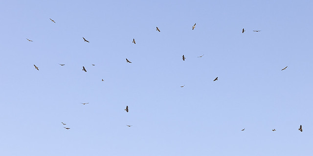 _07A1766 Kettle of migrating Swainson's Hawks