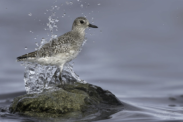 Catching a Wave - Black-Bellied Plover Style