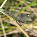 Westliche Weidenjungfer (Chalcolestes viridis)