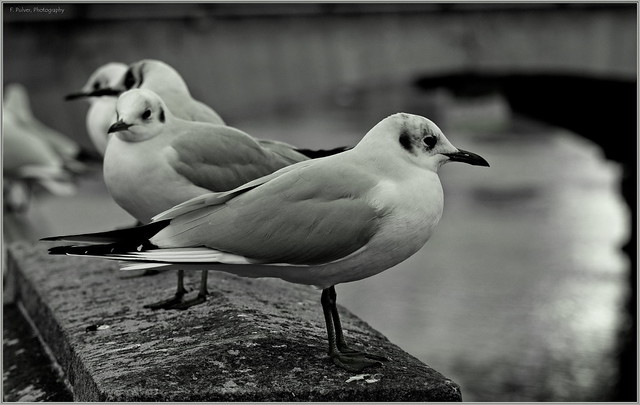Möwen, Sea-Gulls