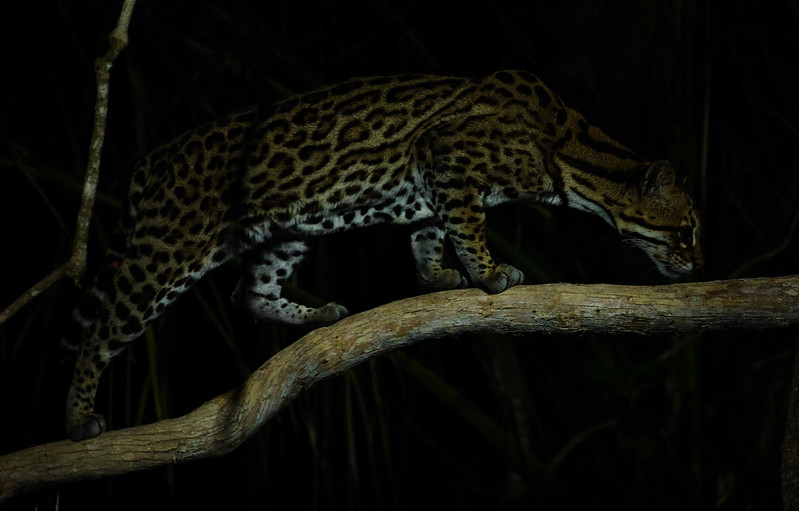 * Ocelot_Leopardus pardalis_Ascanio_Pantanal_DZ3A1365