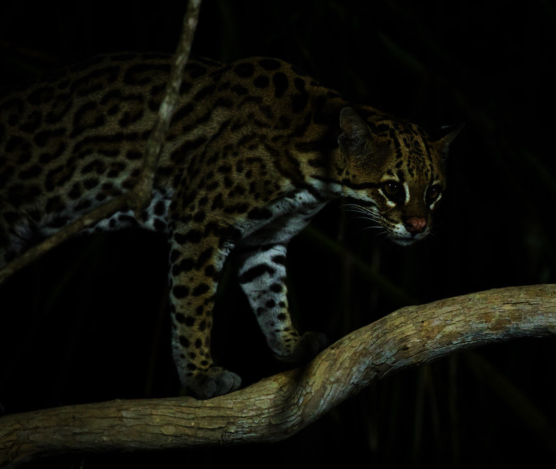 * Ocelot_Leopardus pardalis_Ascanio_Pantanal_DZ3A1357