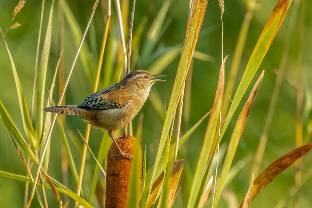 Marsh Wren