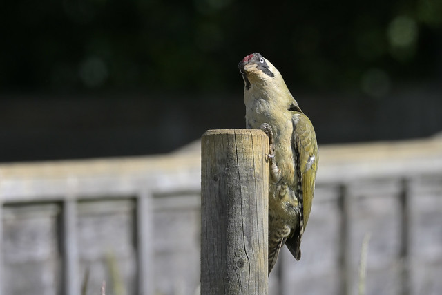 Green Woodpecker (image 1 of 2)