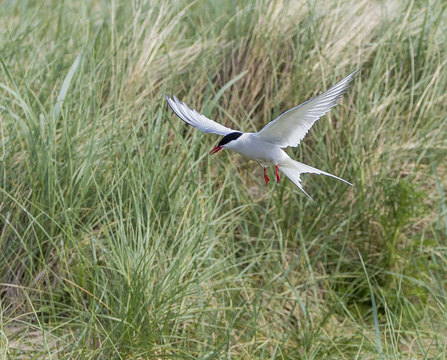 Arctic Tern  Northumberland England