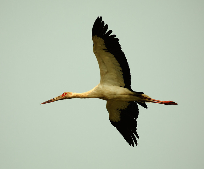 Maguari Stork_Ciconia maguari_Ascanio_Pantanal_Brazil_DZ3A2473