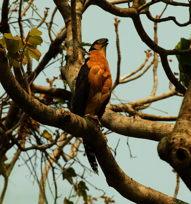 Collared Forest-Falcon_Micrastur semitorquatus_Ascanio_Pantanal_Mato Grosso_Brazil_DZ3A2662