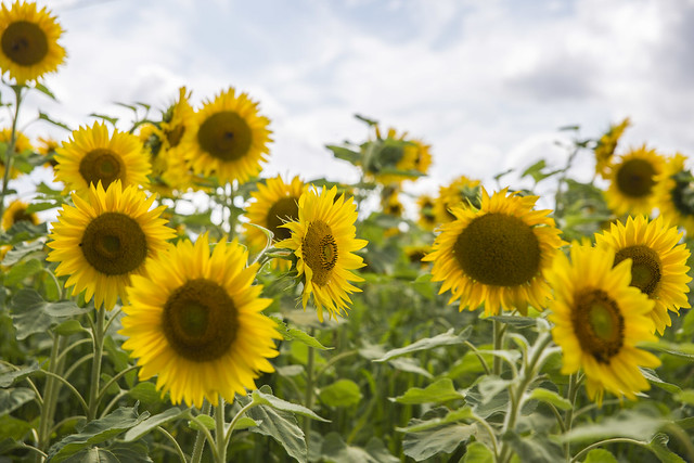 Sunflowers, Saunay, France