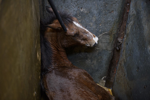 Matanza de caballos para carne en México