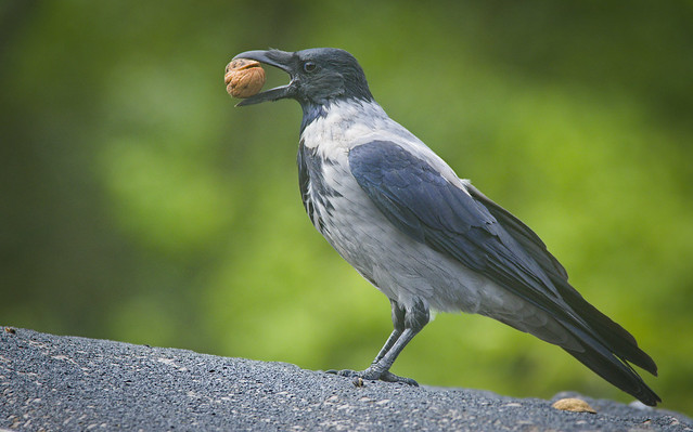 Nutty crow