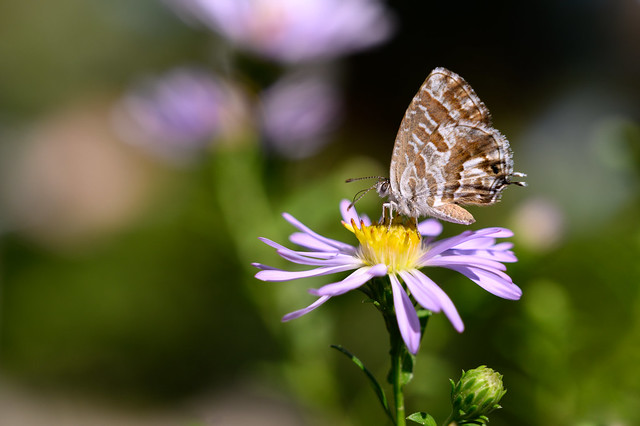 Geranium Bronze