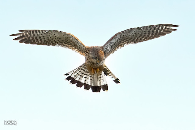 Kestrel, Female,  Falco tinnunculus