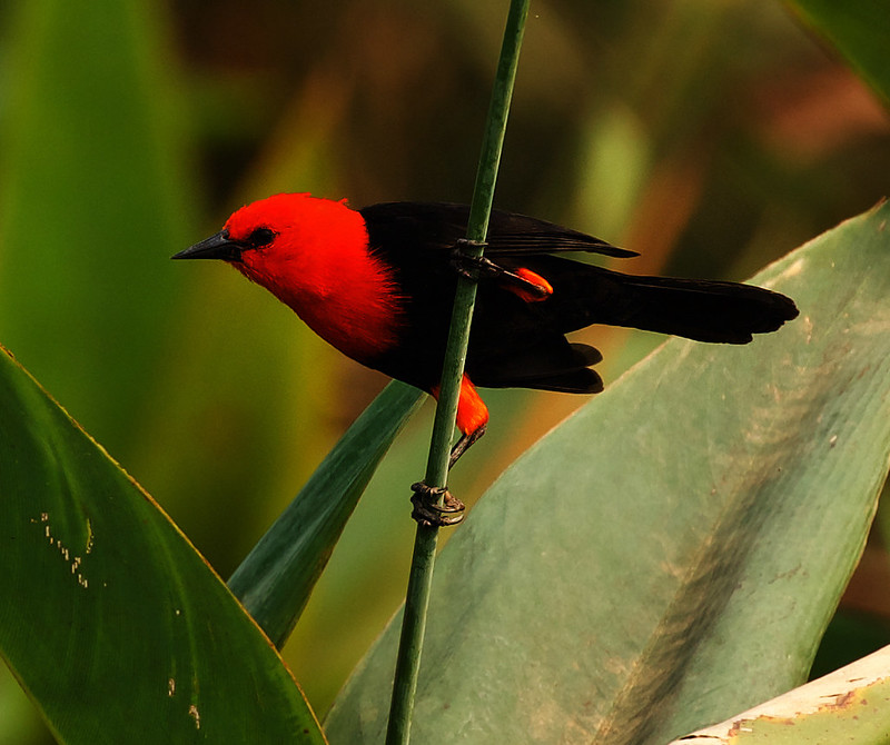 Scarlet-headed Blackbird_Amblyramphus holosericeus_Ascanio_Pantanal_Brazil_DZ3A2427