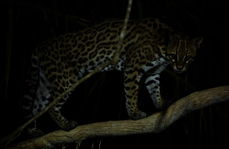 * Ocelot_Leopardus pardalis_Ascanio_Pantanal_DZ3A1362