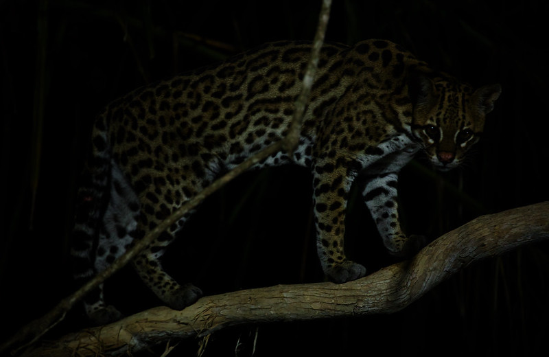 * Ocelot_Leopardus pardalis_Ascanio_Pantanal_DZ3A1361