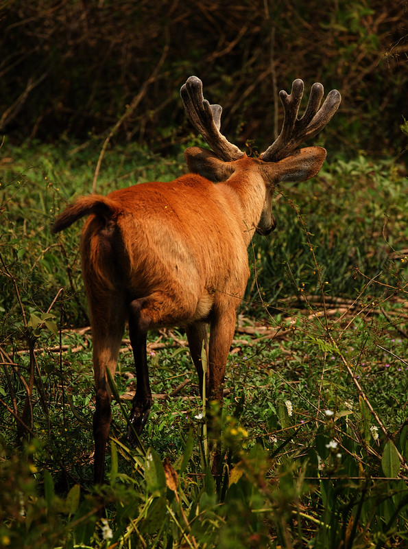 * Marsh Deer_Blastocerus dichotomus_Ascanio_Pantanal_Brazil_DZ3A2710