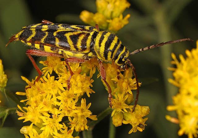Locust Borer - Megacyllene robiniae, Occoquan Regional Park, Lorton, Virginia, September 21, 2021