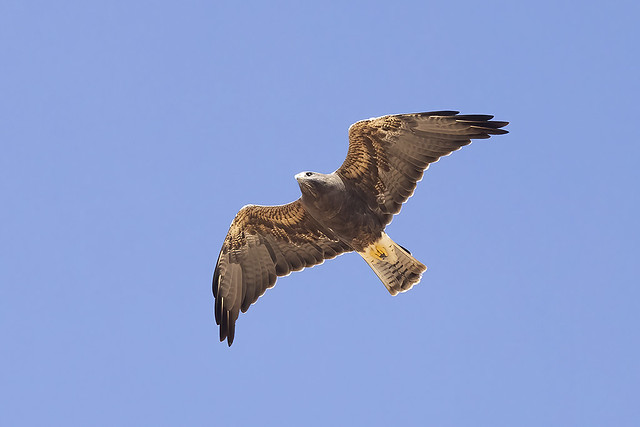 _07A1755 Adult dark morph Swainson's Hawk