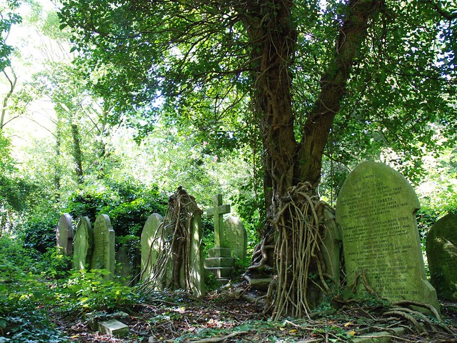 Gravestones & tree, Highgate East Cemetery, London