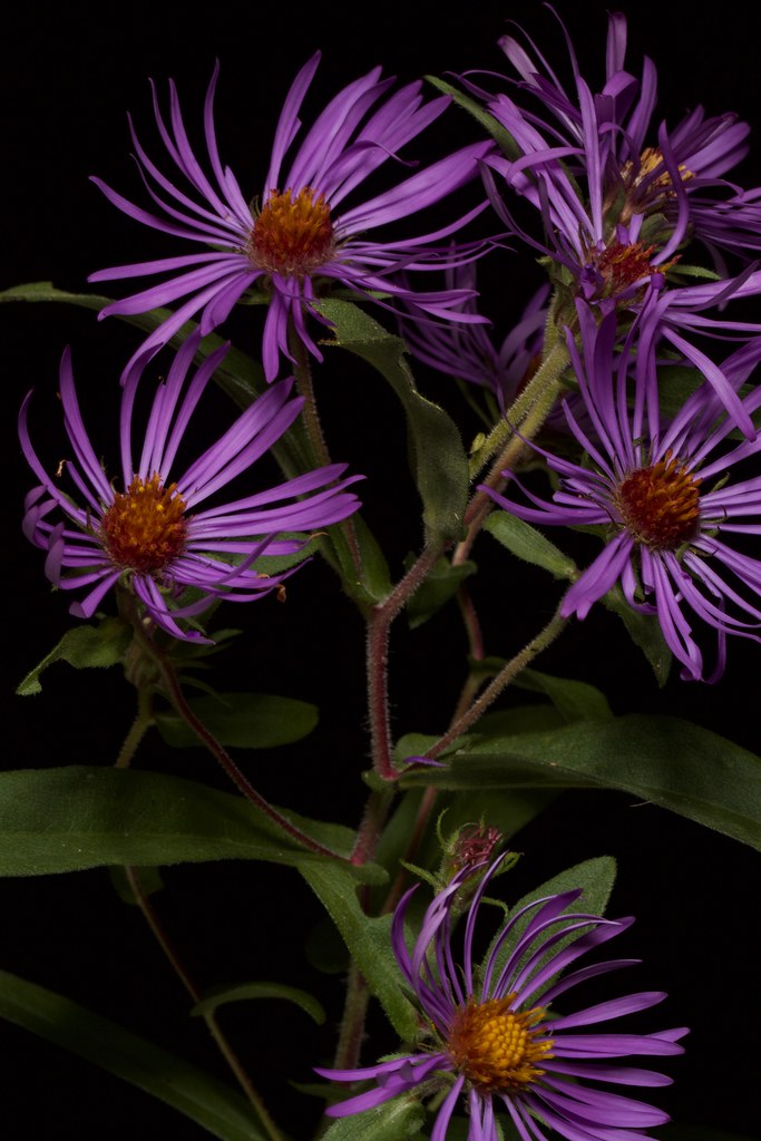 newengland aster