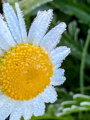 first frost, daisy