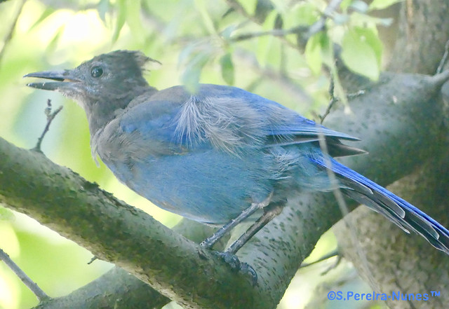 Stellers Jay, Gaio de Steller at the Pacific Regional Park, Vancouver, Canada