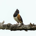 _GTL2976-CR3_DxO_DeepPRIME Eastern Towhee (male), vocalizing #birdsgallery