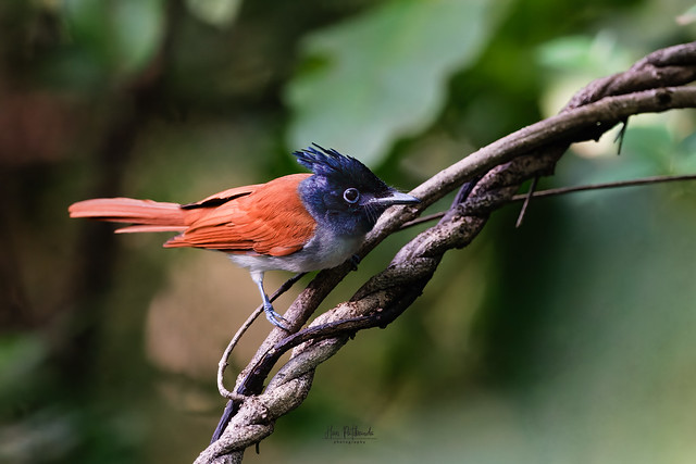 An Indian Paradise Flycatcher in the bush next to a country road