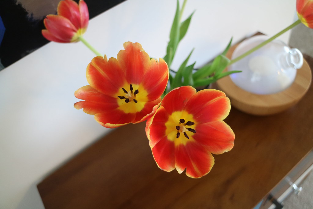 Red Yellow Tulips - SOOC