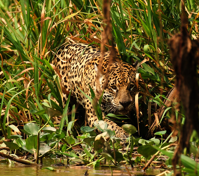 Ginger with cub_Jaguar_Panthera onca_Pantanal_Mato Grosso_Brazil_DZ3A4386