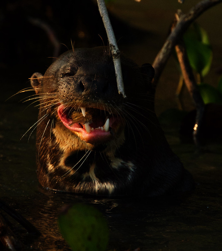Giant River Otter_Pteronura brasiliensis_Ascanio_Pantanal_DZ3A3976