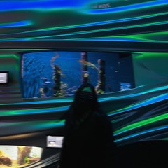 Blurred Aquarium Picture