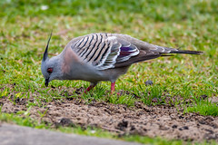 Crested Pigeon on the grass