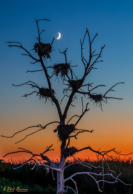Crescent moon over abandoned cormorant nests - Tommy Thompson Park