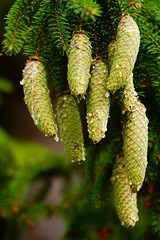 Dripping pine cones (SOOC) HSoS