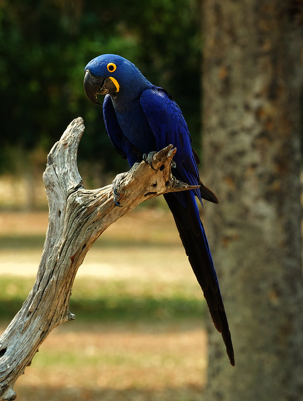Hyacinth Macaw_Anodorhynchus hyacinthinus_Ascanio_Pantanal_Brazil_DZ3A4978