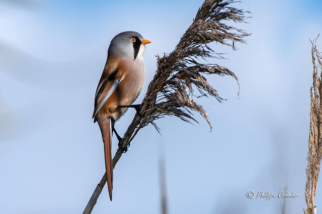 Panures à moustaches - Bearded Reedling