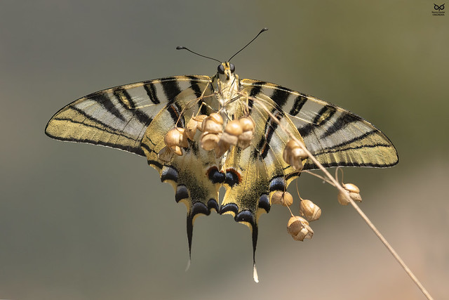 Borboleta-zebra, Iberian scarce swallowtail(Iphiclides feisthamelii)