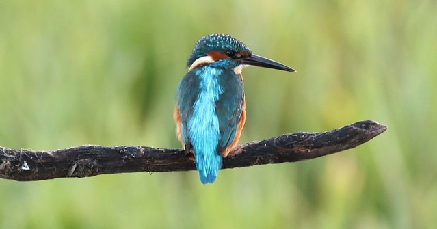 Kingfisher male...