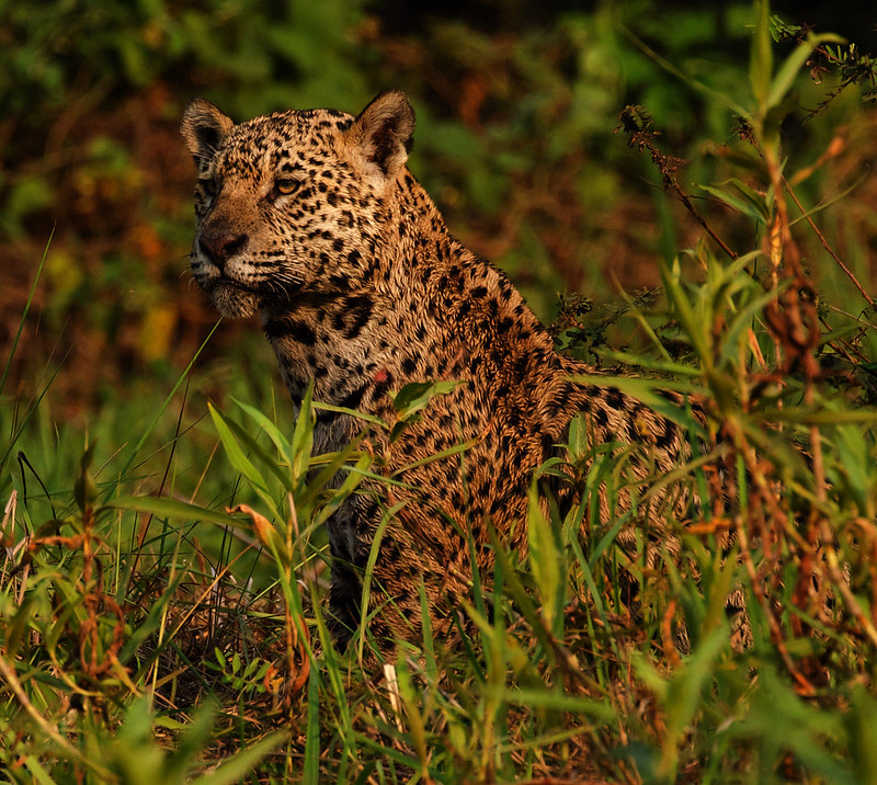 Stella_Shy_Popstar_Ind 1_Jaguar_Panthera onca_Ascanio_Pantanal_Brazil_DZ3A3647