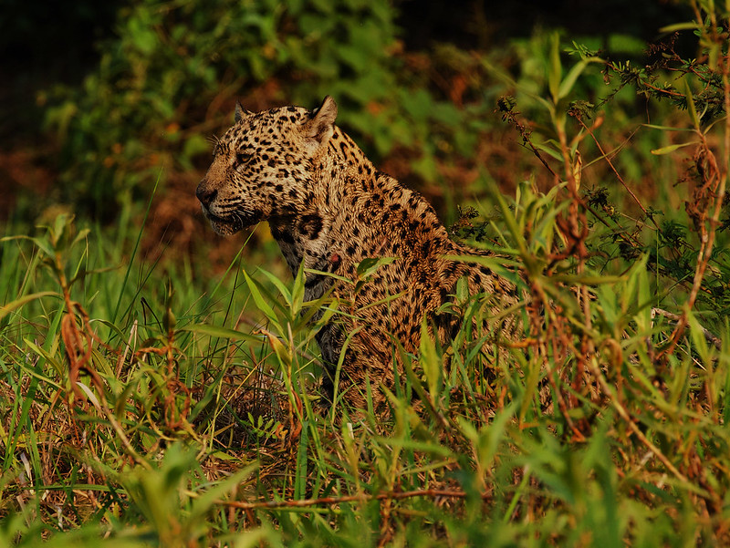 Stella_Shy_Popstar_Ind 1_Jaguar_Panthera onca_Ascanio_Pantanal_Brazil_DZ3A3645
