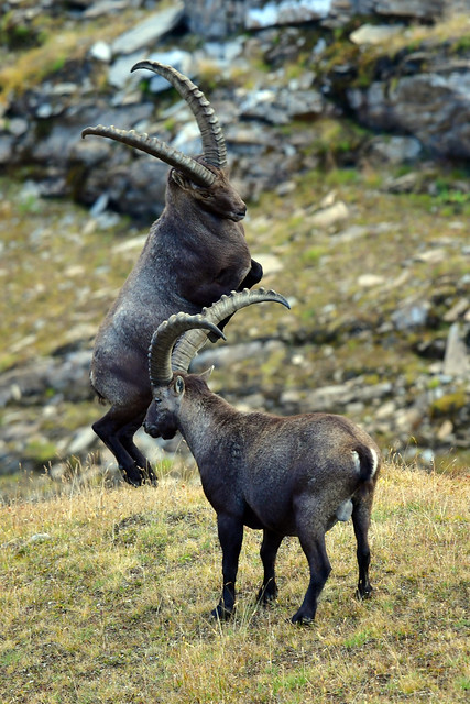 Angry Alpine Ibex