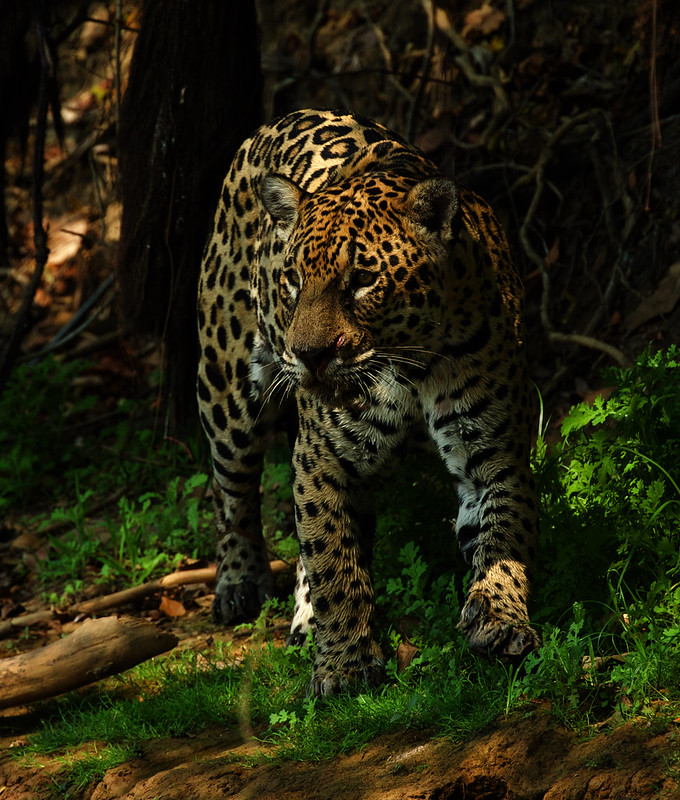 Ginger with cub_Jaguar_Panthera onca_Pantanal_Mato Grosso_Brazil_DZ3A4404