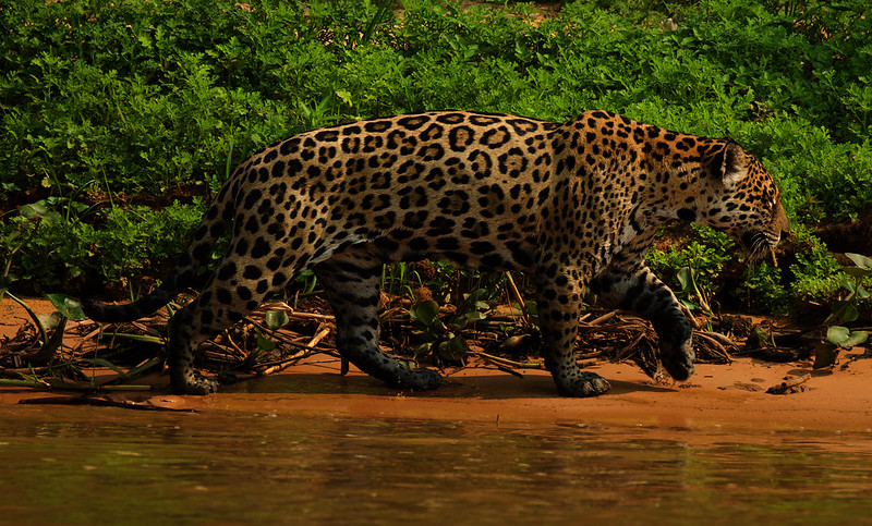 Ginger with cub_Jaguar_Panthera onca_Pantanal_Mato Grosso_Brazil_DZ3A4373