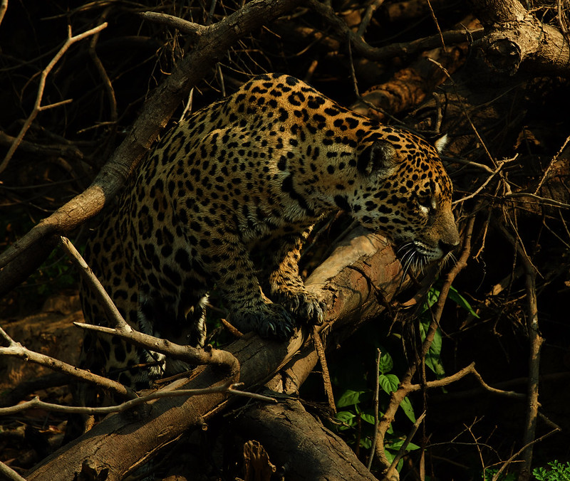 Ginger with cub_Jaguar_Panthera onca_Pantanal_Mato Grosso_Brazil_DZ3A4350