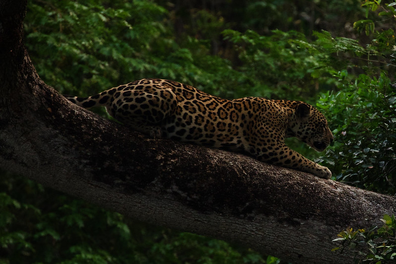 Popstar_Jaguar_Panthera onca_Ascanio_Pantanal_Brazil_DZ3A5209