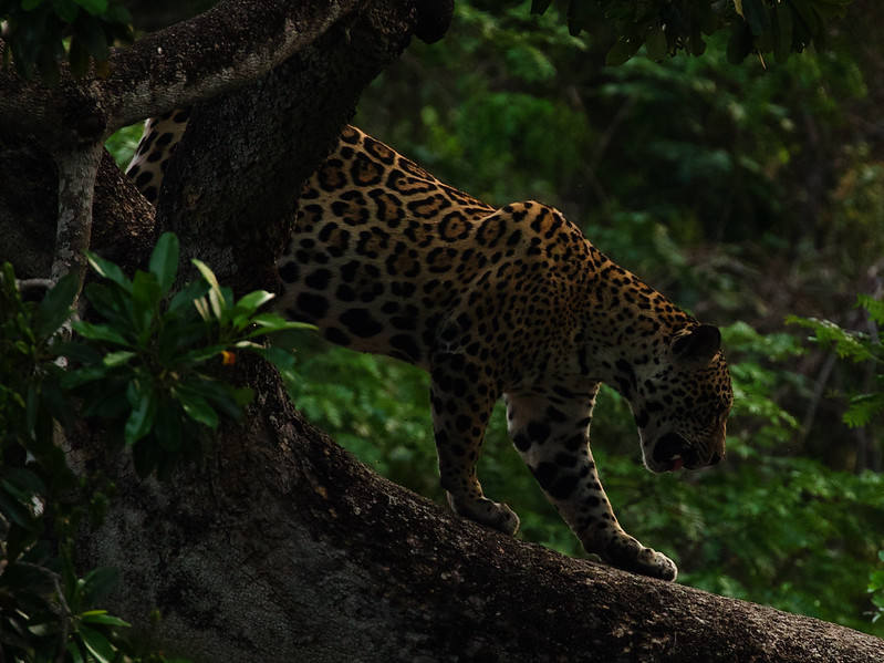 Popstar_Jaguar_Panthera onca_Ascanio_Pantanal_Brazil_DZ3A5194