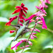 Ruby Throated Hummingbird (20220925-DSC09089-Edit)