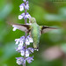 Ruby Throated Hummingbird (20220925-DSC08760-Edit)
