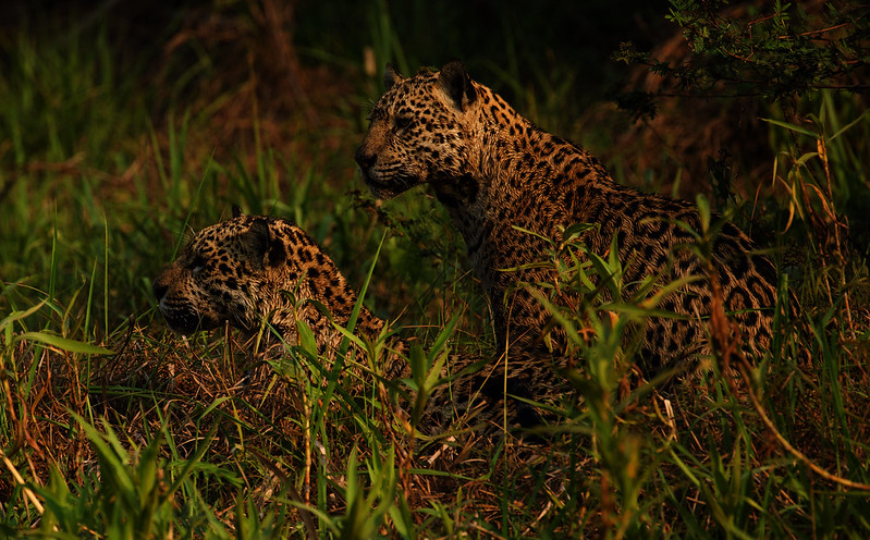 Stella_Shy_Popstar_Ind 2 and 3_Jaguar_Panthera onca_Ascanio_Pantanal_Brazil_DZ3A3683